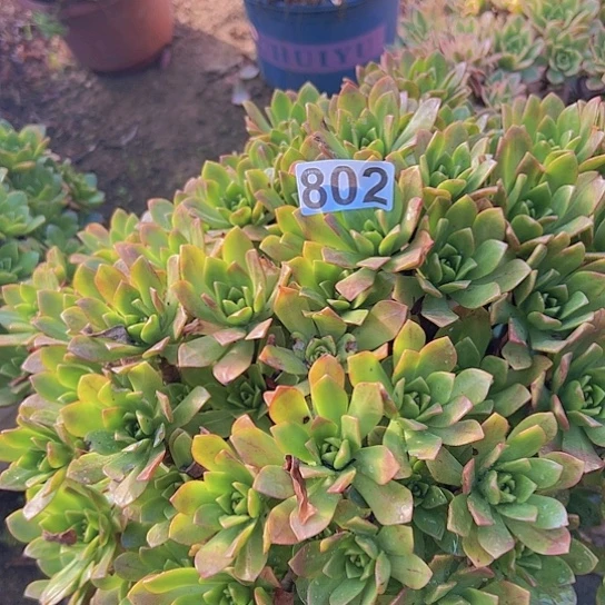 温***骨多肉植物一个绿茶