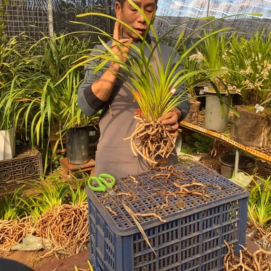 完全开放6独占春大雪兰