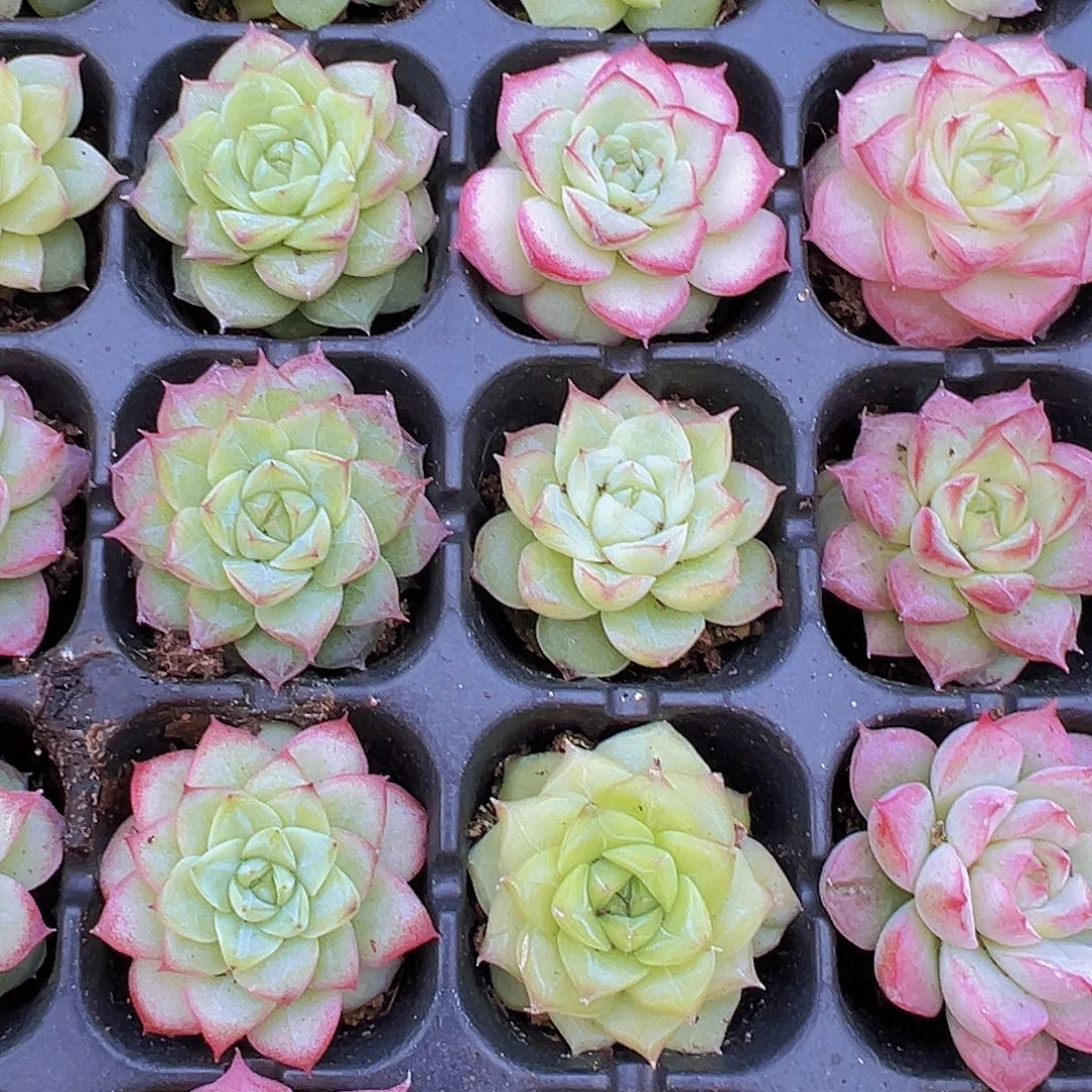 精品女王麦杆苗5颗