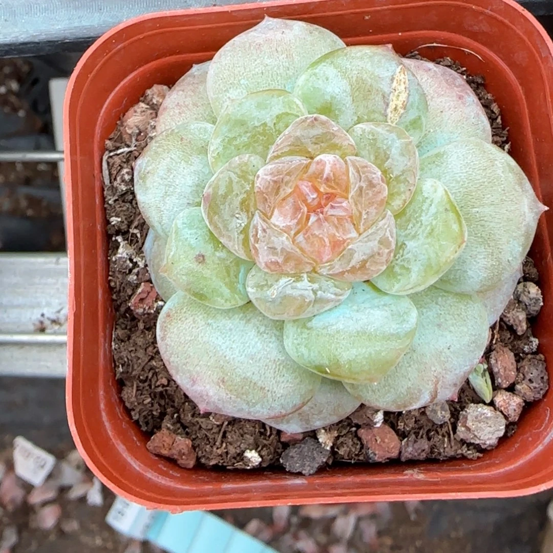 小卡拉米糖心一物一拍19-46