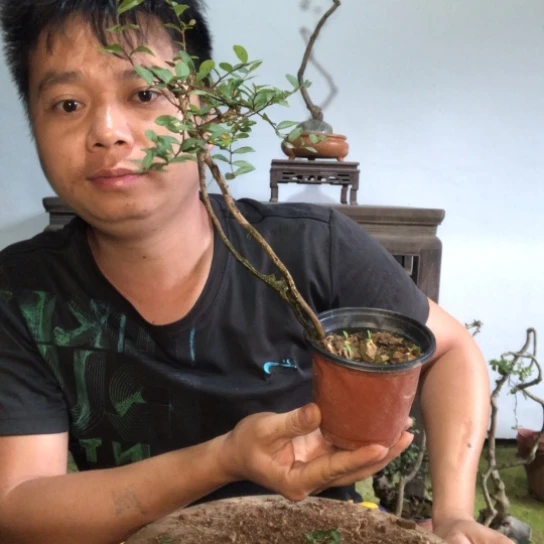 无花朵盆景盆栽植物