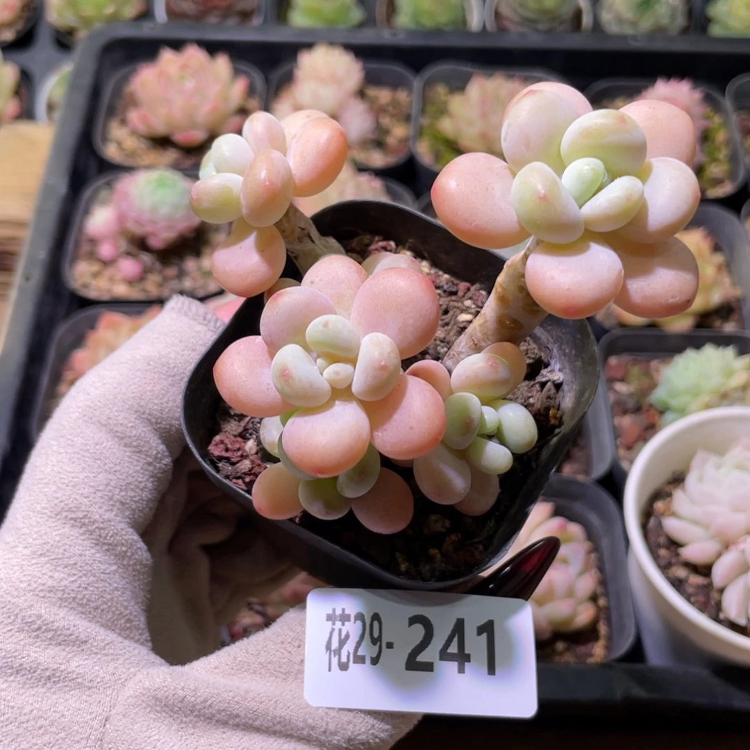 花利美29-241洛神