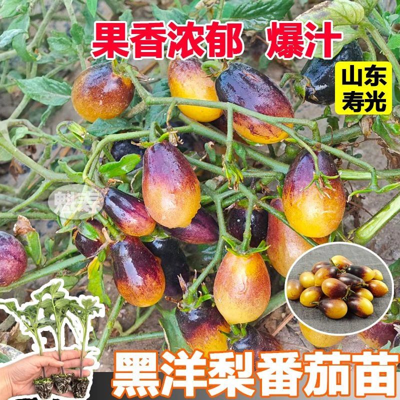 超甜寿光黑黄洋梨番茄苗秧圣女果樱桃西红柿种子四季盆栽阳台高产