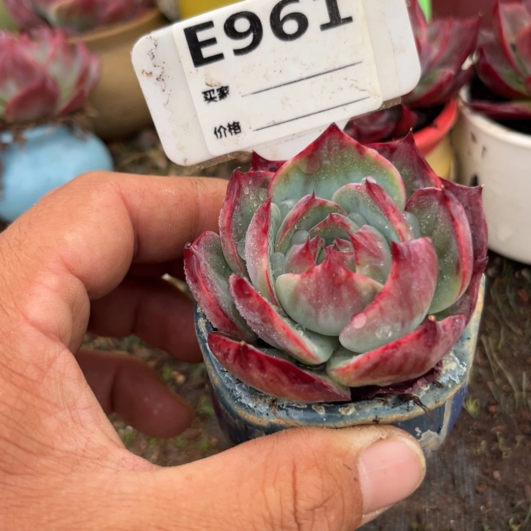 惊鸿一瞥961哈利多肉