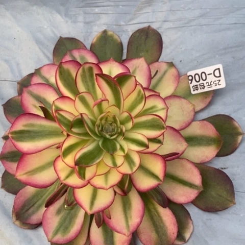 6荔枝满25包邮多肉