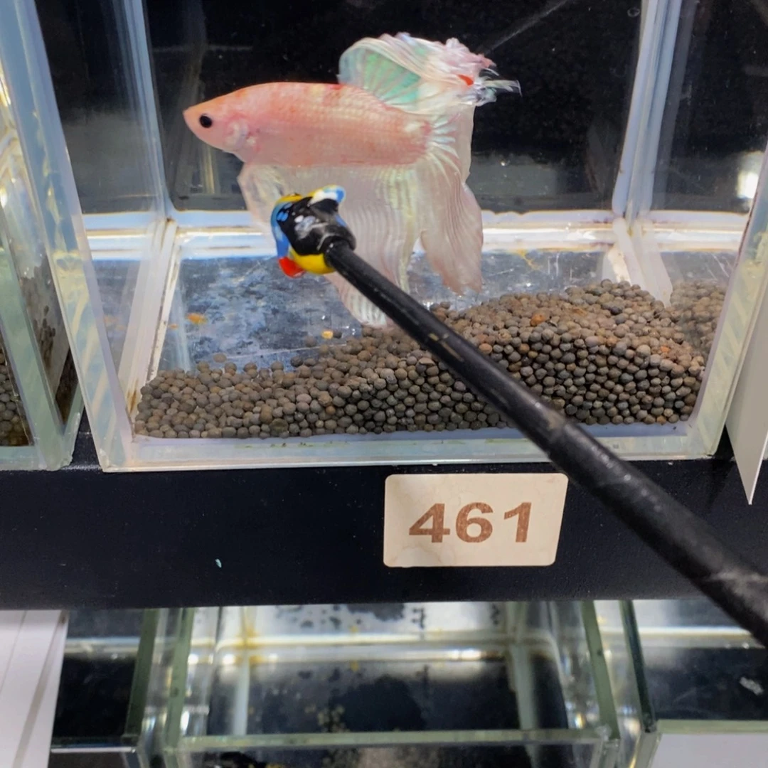 ****哥斗鱼461巨斗111111
