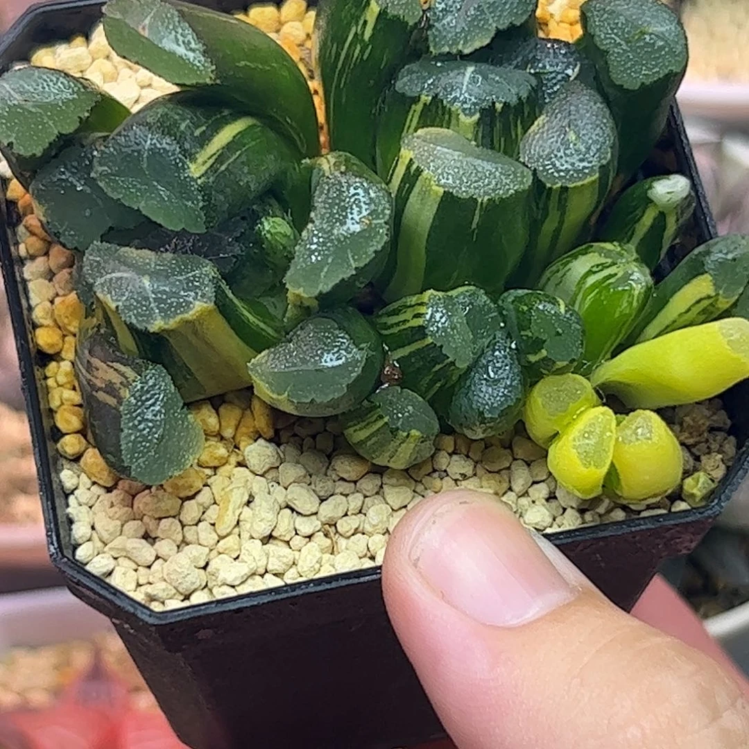 清万象锦十二卷多肉植物