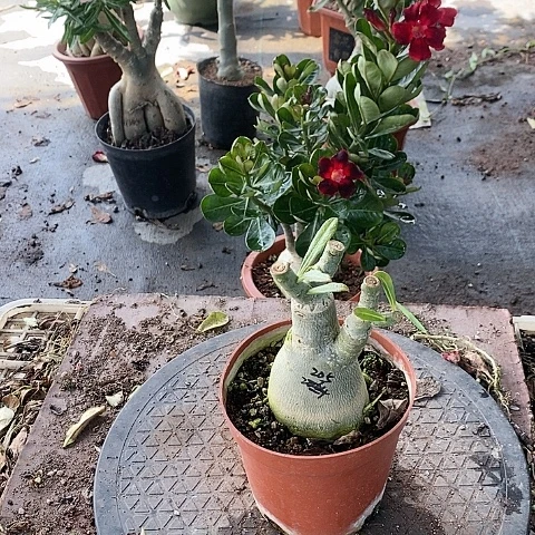 【闪购商品】无花朵豪***对