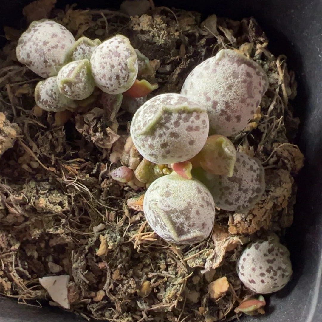 达摩海豹多肉植物水泡