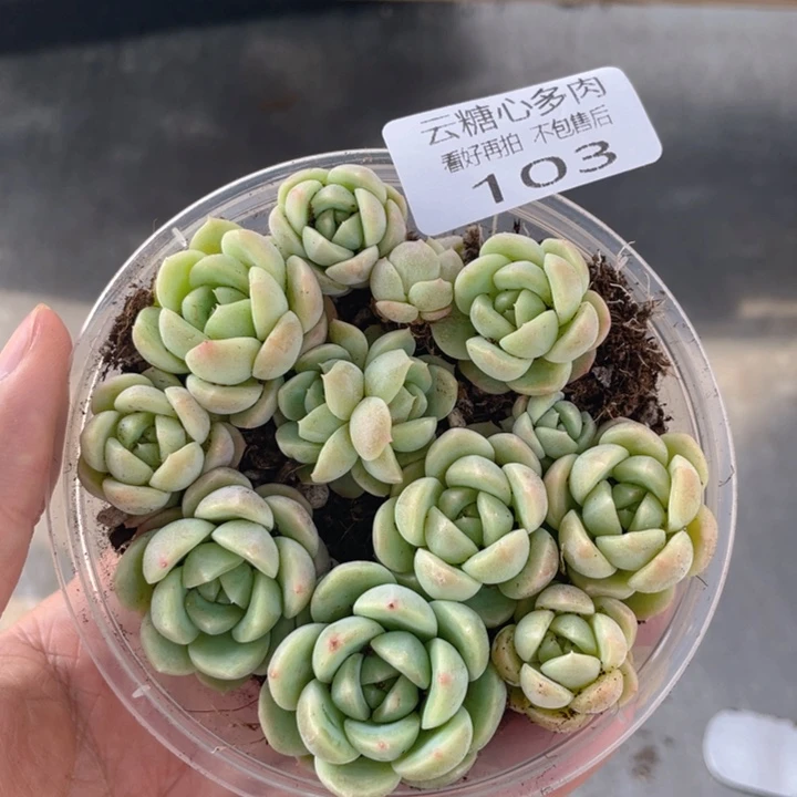 云糖心多肉植物103
