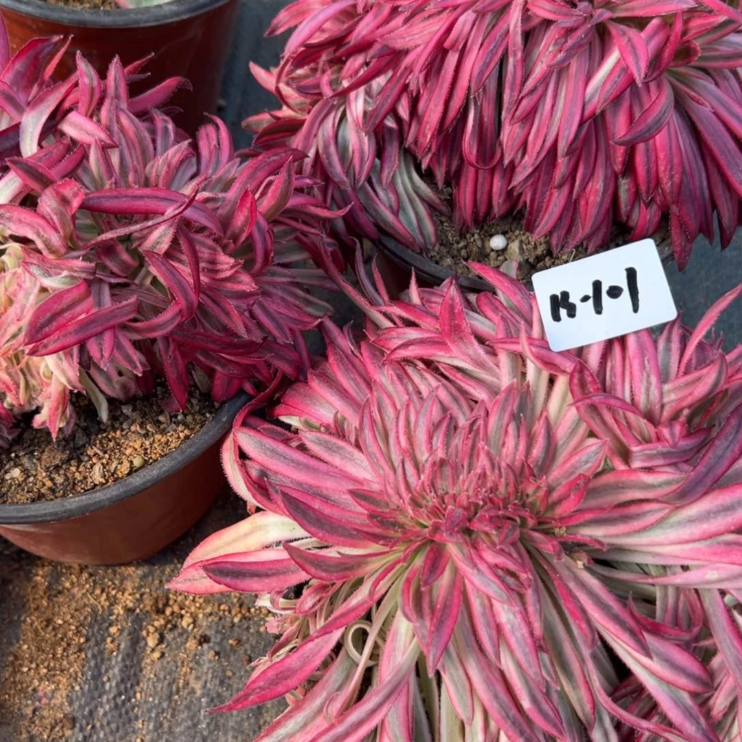 101朱雀追多肉植物一颗 19.9