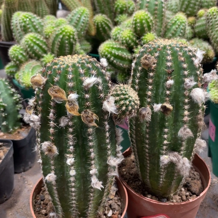 大型红花金刚带花苞