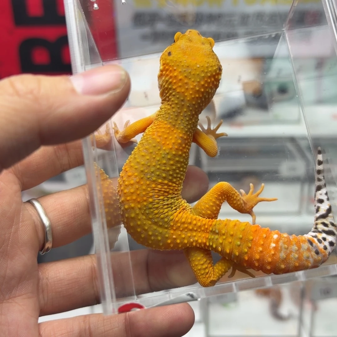 豹纹守宫蜜橘妹妹V102