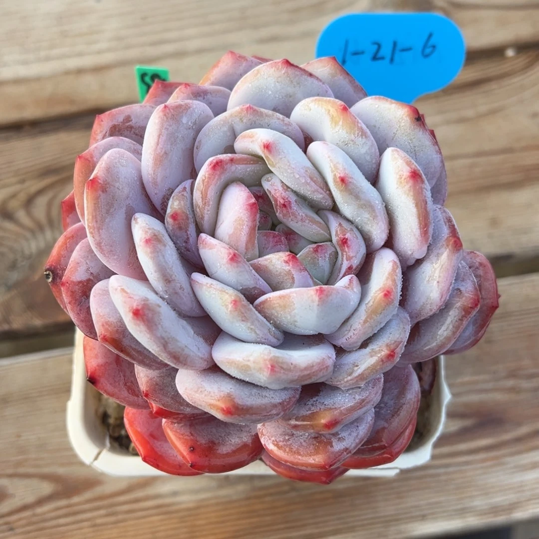 1-21-6橙梦露多肉植物