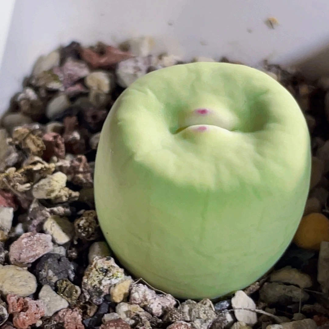 dows嘟嘟嘴植物一物一拍