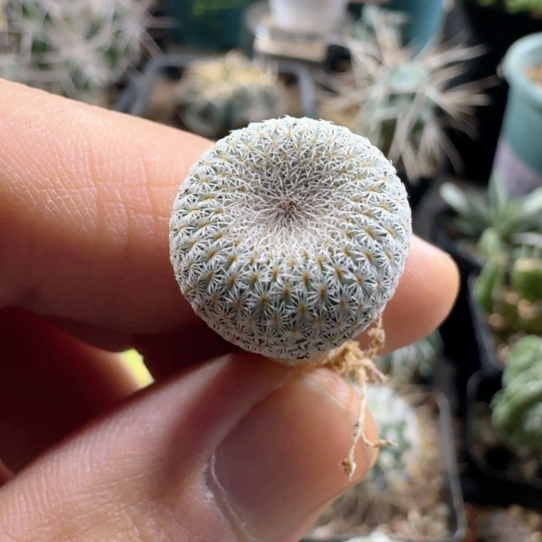533月世界脱土发货