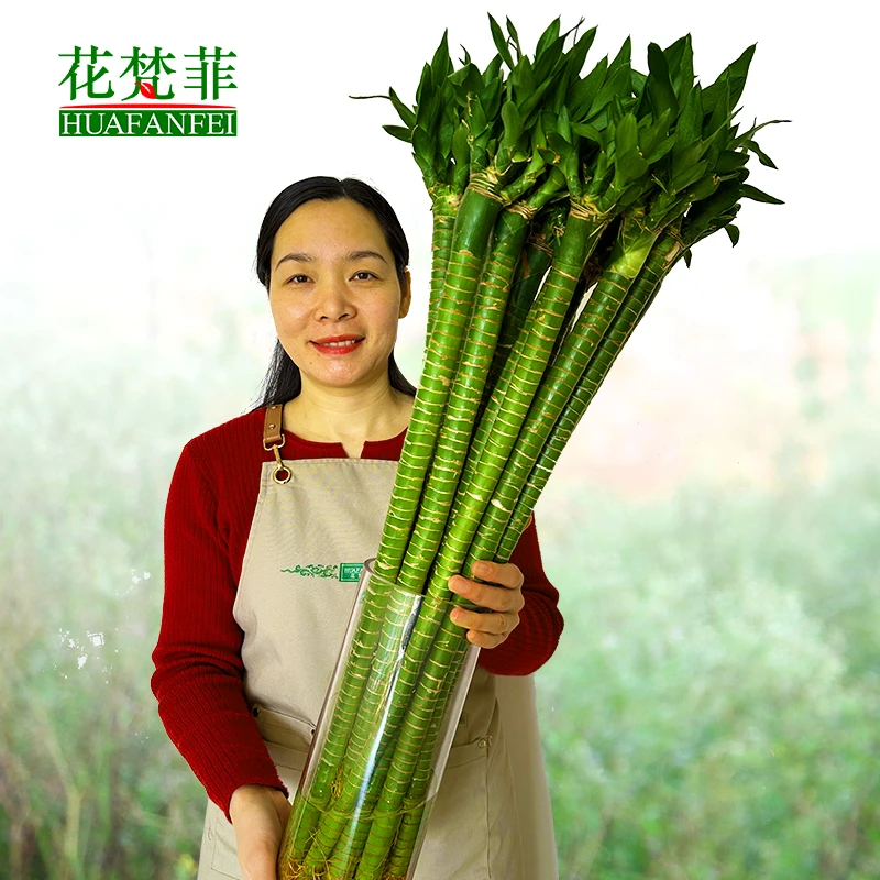 【学生文昌竹】带根粗杆富贵竹龙竹观音竹四支4支书桌学业植物花卉