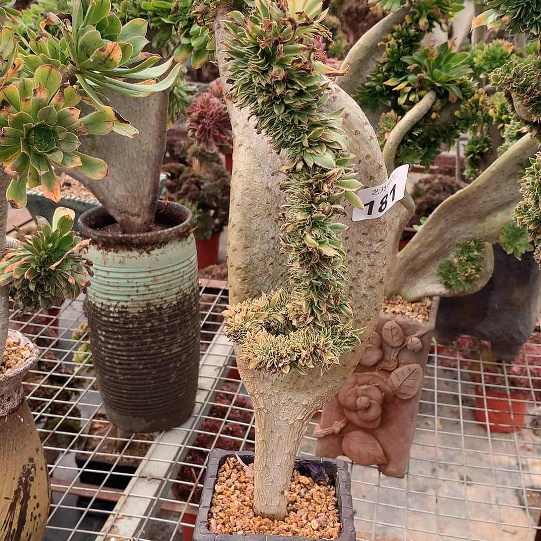 褔*181夕颜缀化缀化