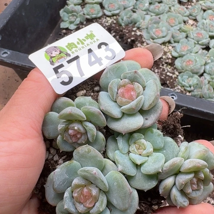 多肉植物多肉植物