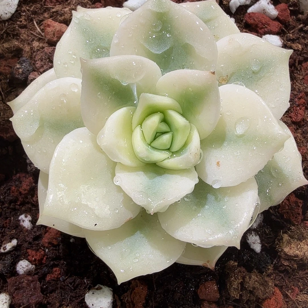 白牡丹锦，多肉植物