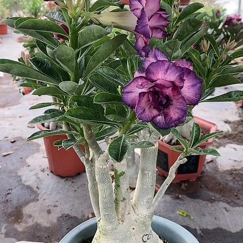 【闪购商品】无花朵飘*雪