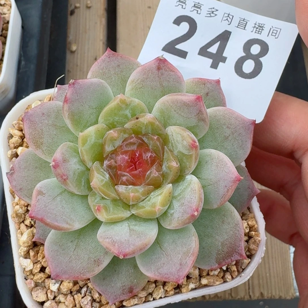 精美多肉植物