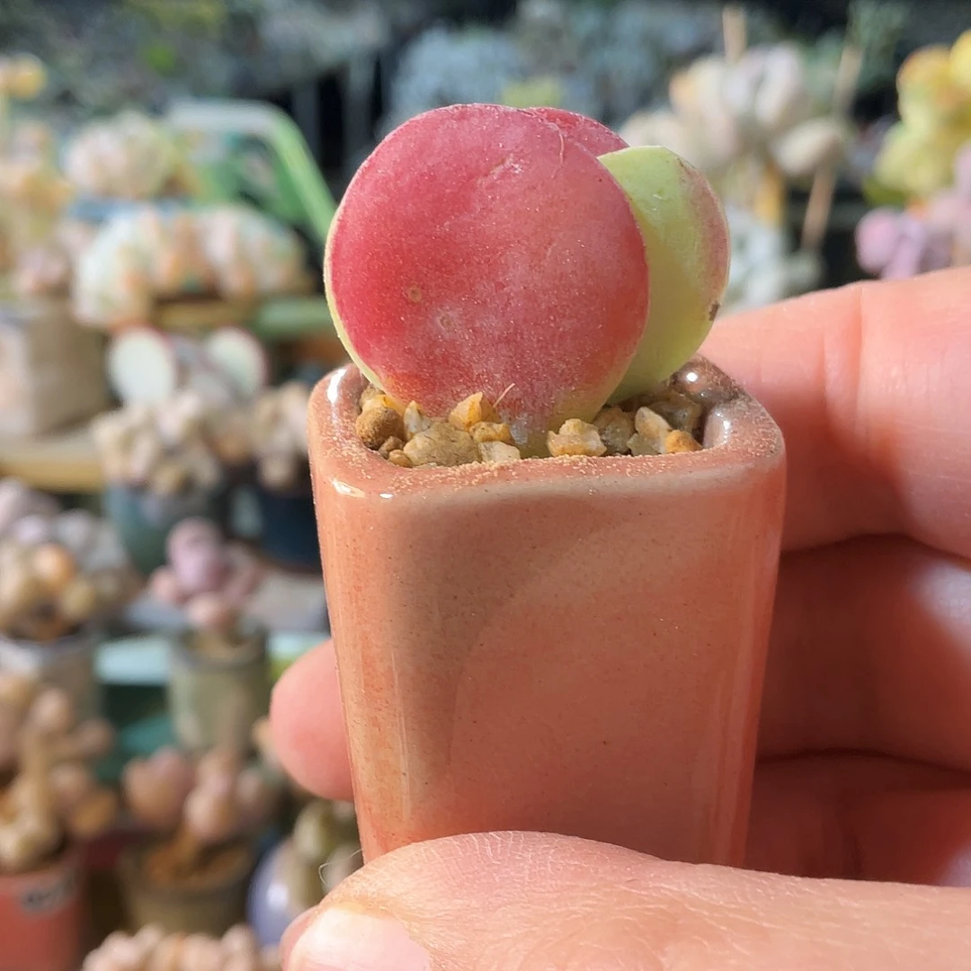 纾****i多肉植物的生长发育与生长发育的