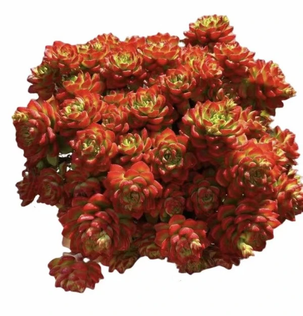 玫瑰鲜花蒂亚锦（多肉）带盆带土好看好养手捧玫瑰以直播为准