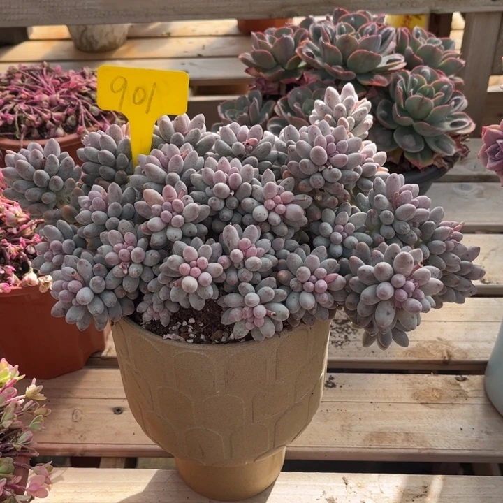 婴儿手指多肉植物901