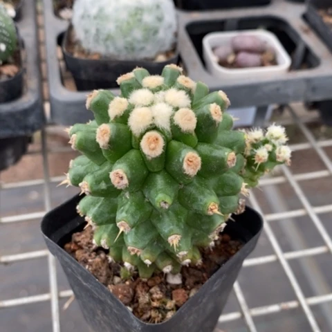 短豪刺金虎6仙人球