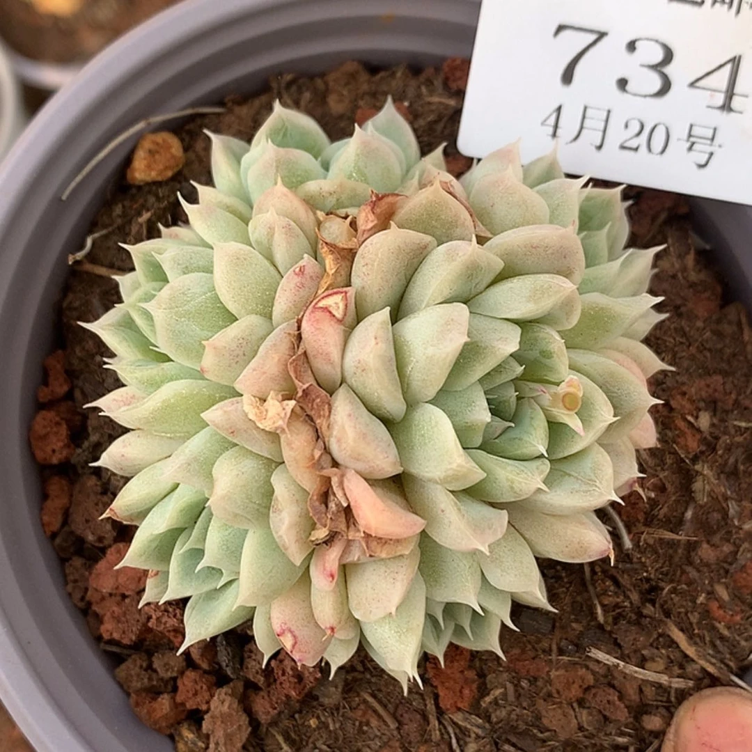 【闪购商品】云734
