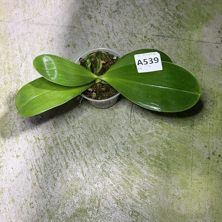 当前无花栽培后可以开花A539弥陀绿老虎带花剑