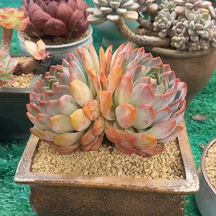 全明星，，，，，，，，，，