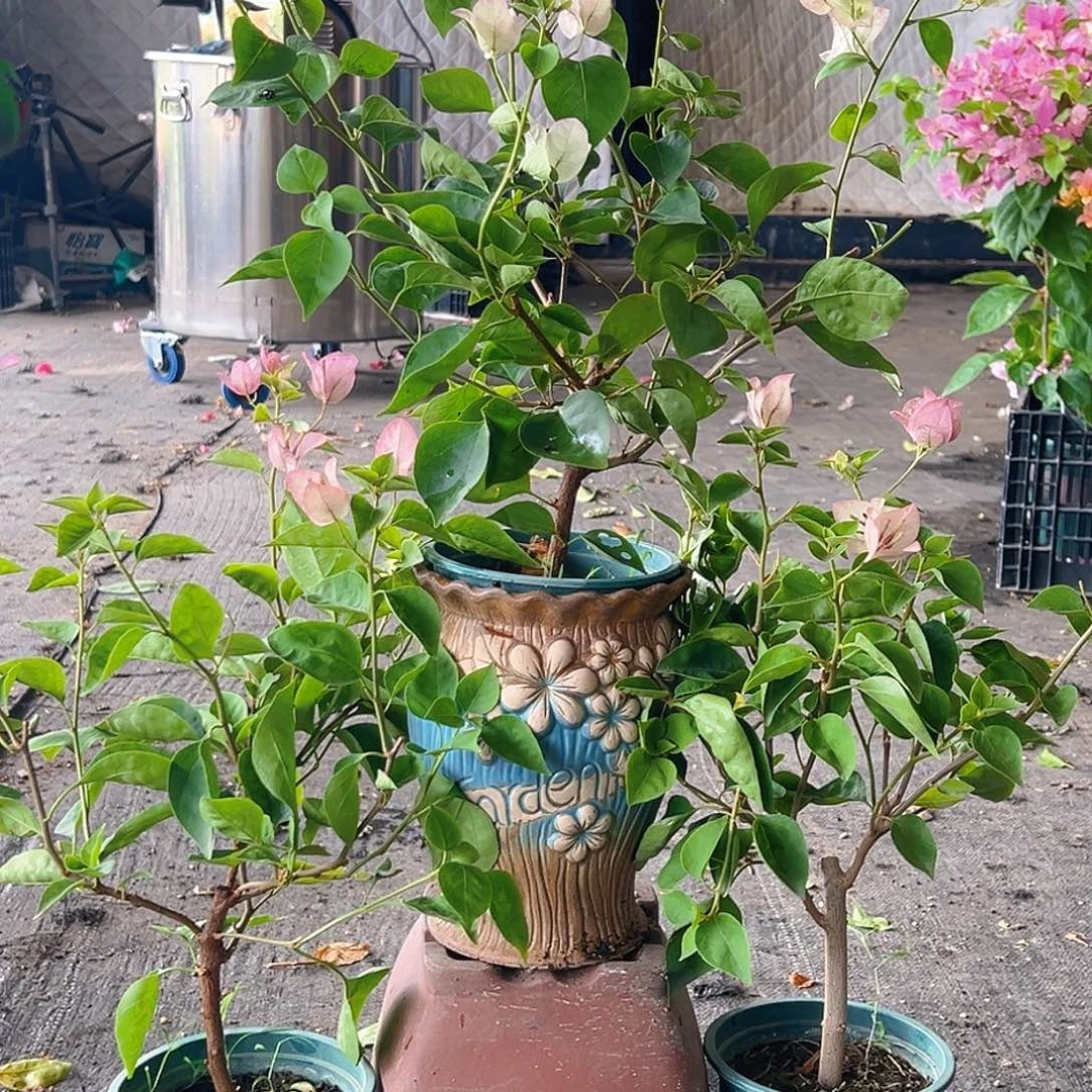 当前无花栽培后可以开花五宝掌中宝一棵