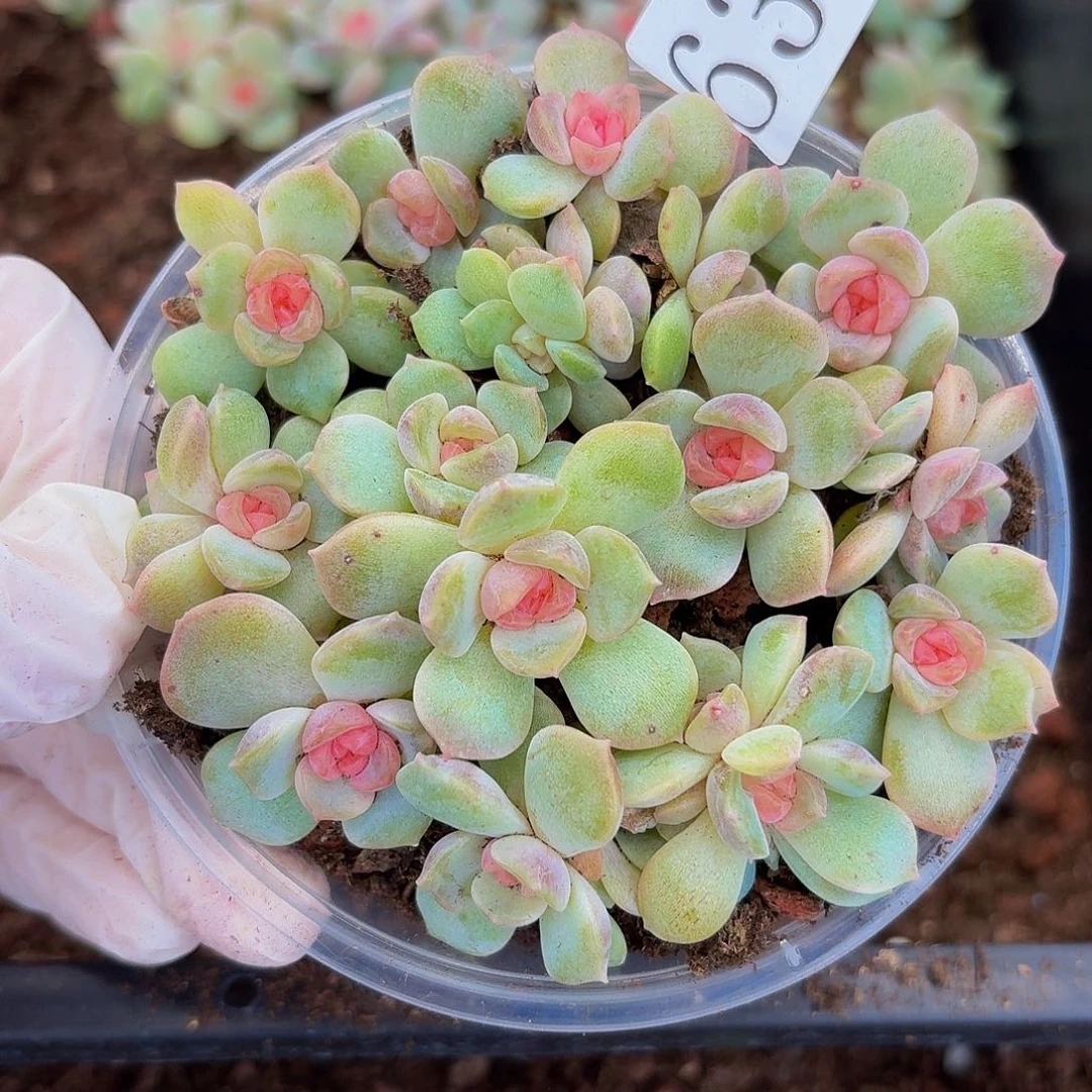 多肉植物多肉植物631