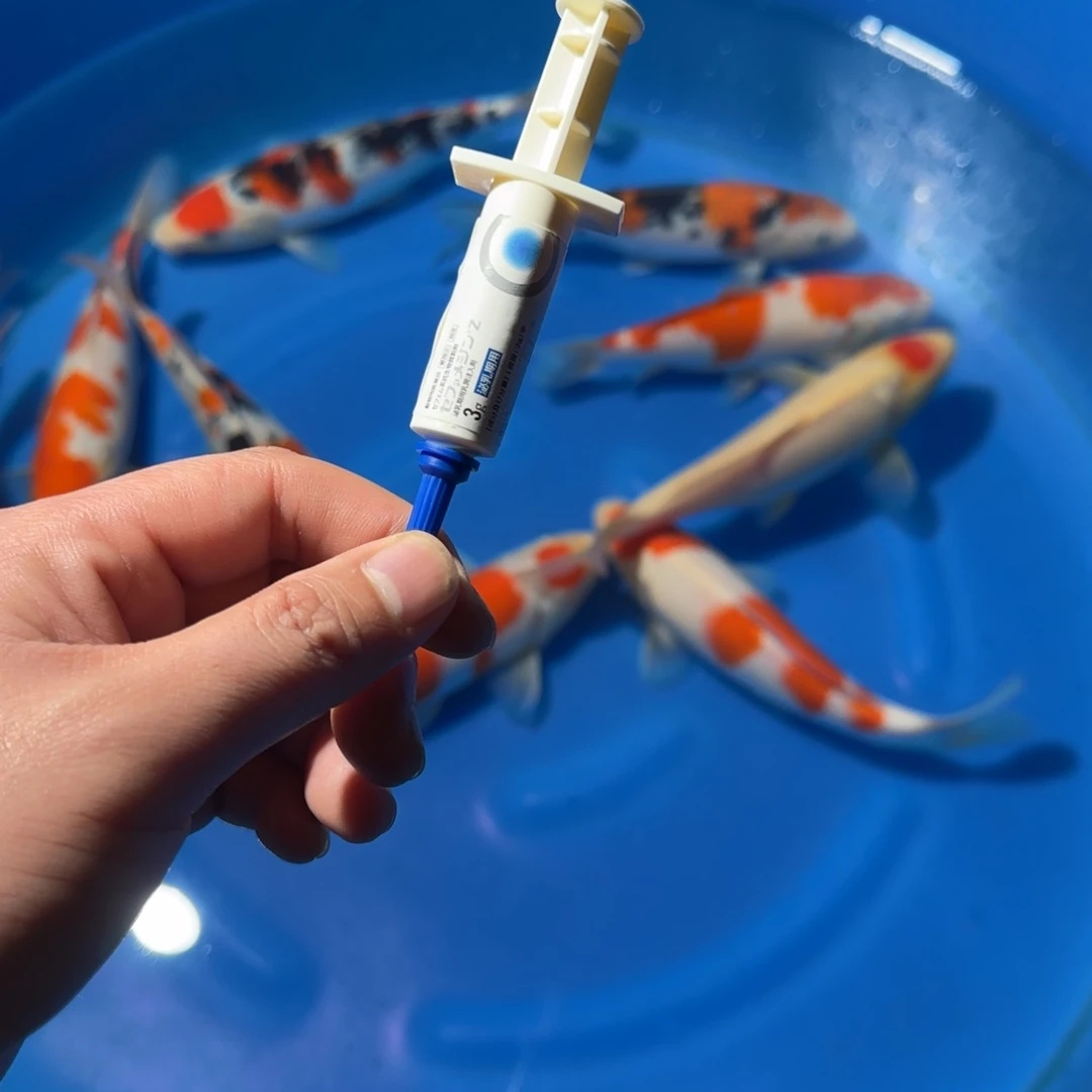 鲤科类公母搭配10-70不支持退换