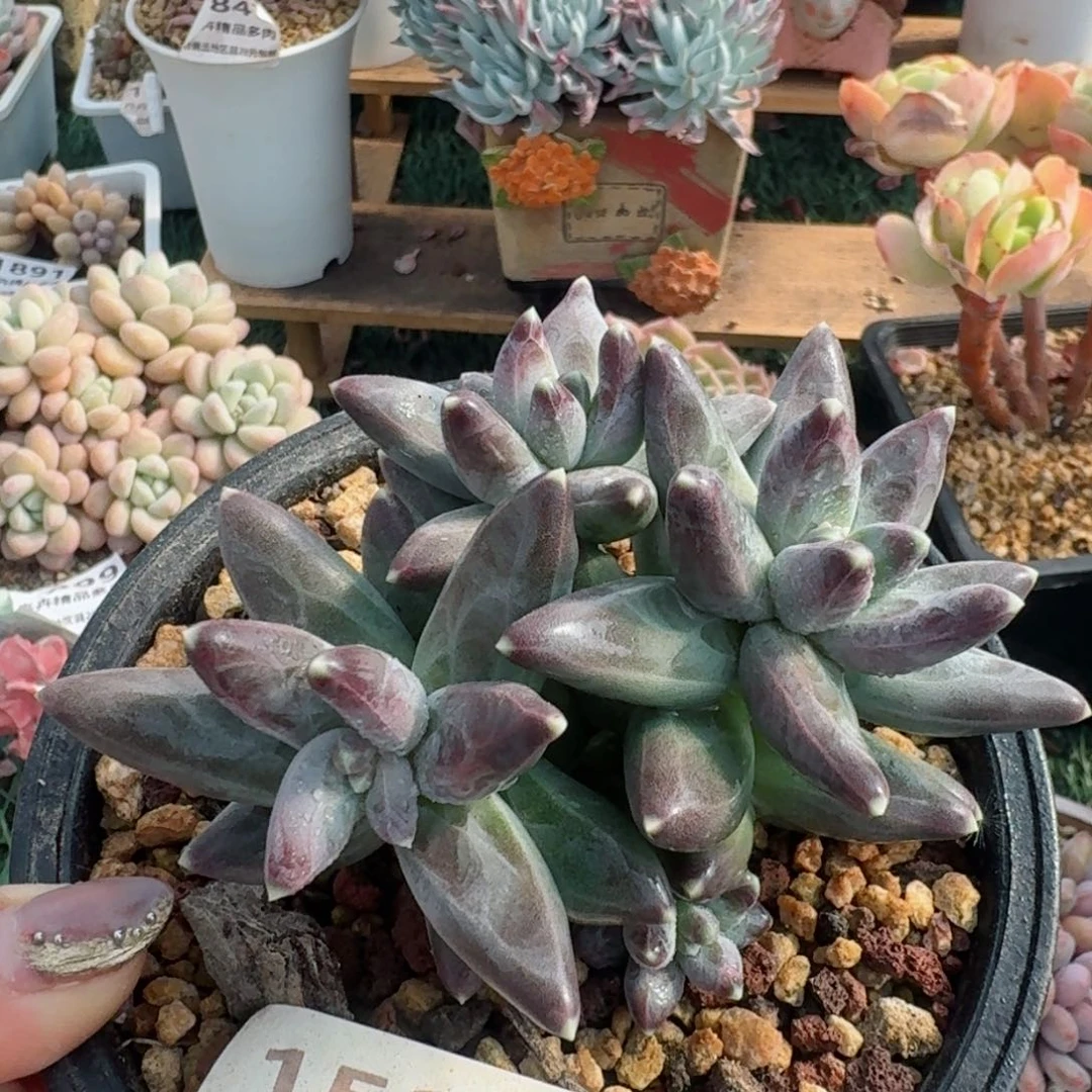 1945一物一拍（满28包邮）