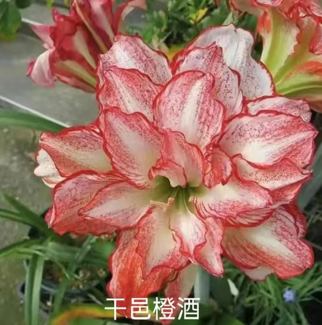 朱顶红干邑橙酒三胞胎