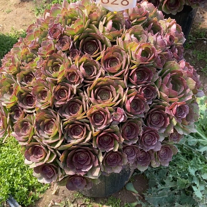 静**香12342331万圣节828号