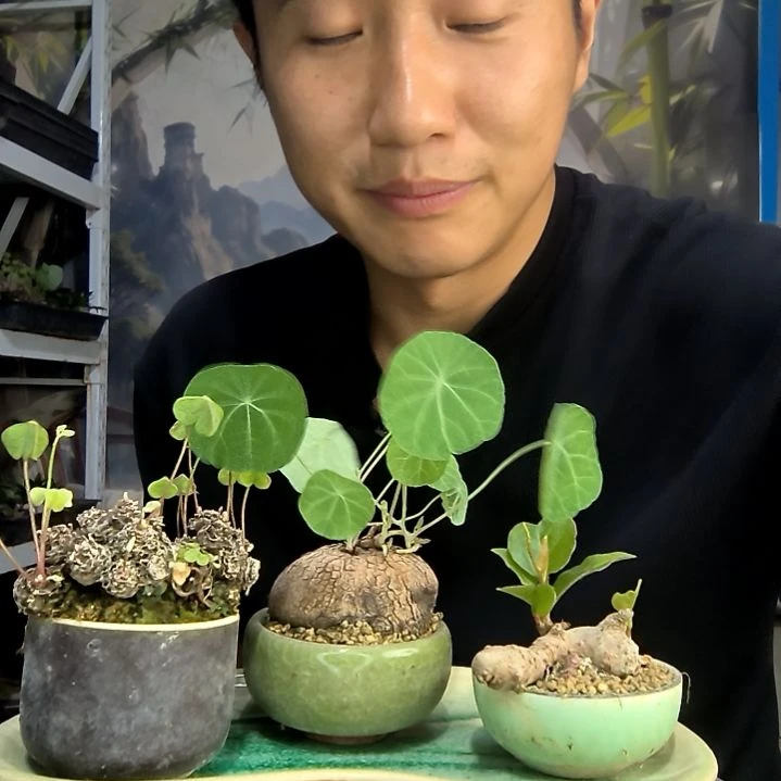 笨****️中青园艺一物一拍401