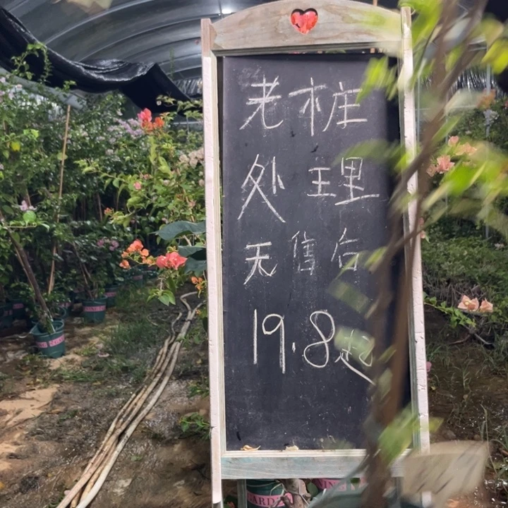 无花朵三角梅三角梅639