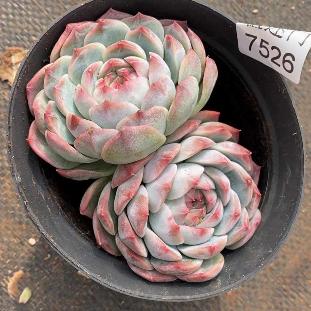 陈***糖不包整散掉头7526~散特