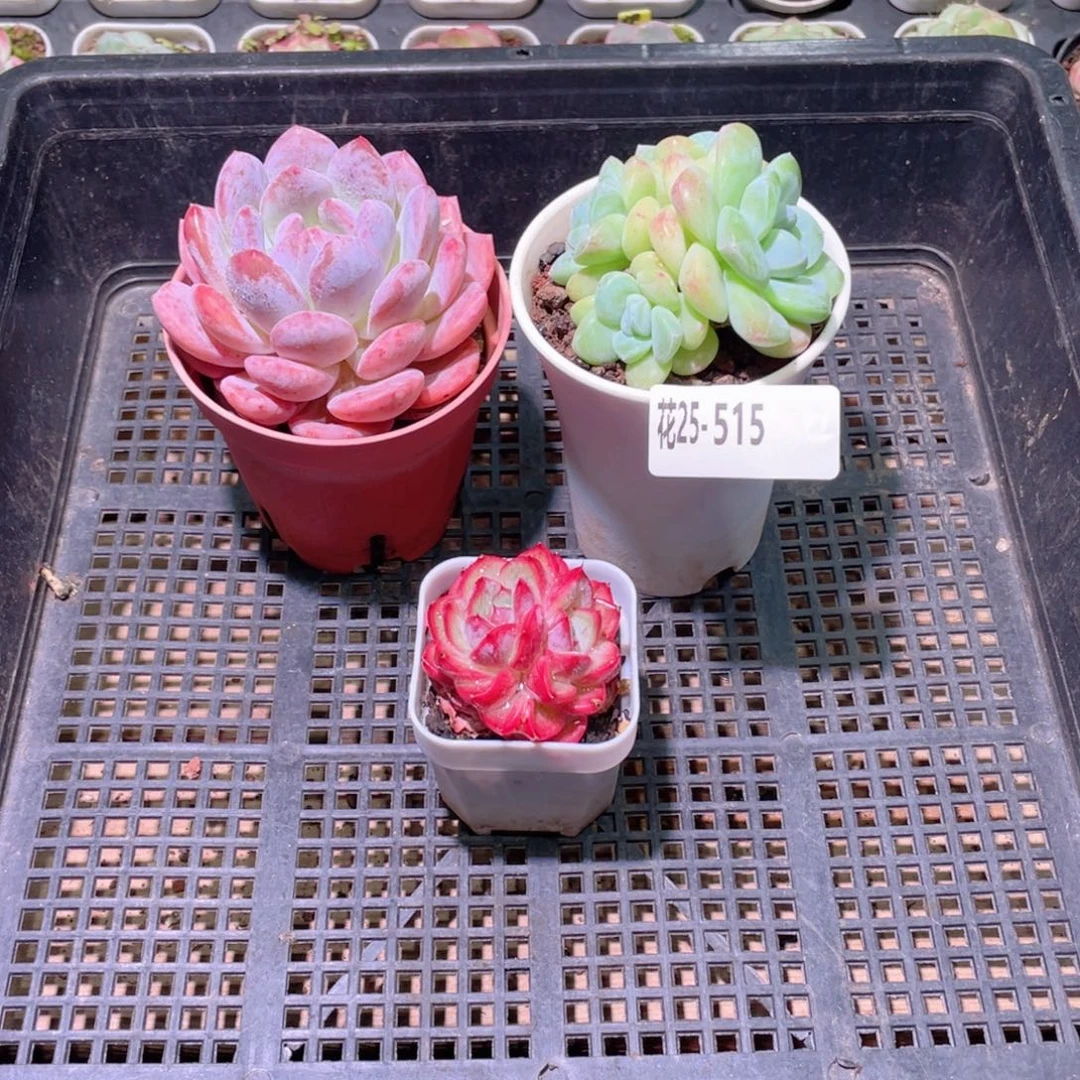 花利美25-515框拍3颗