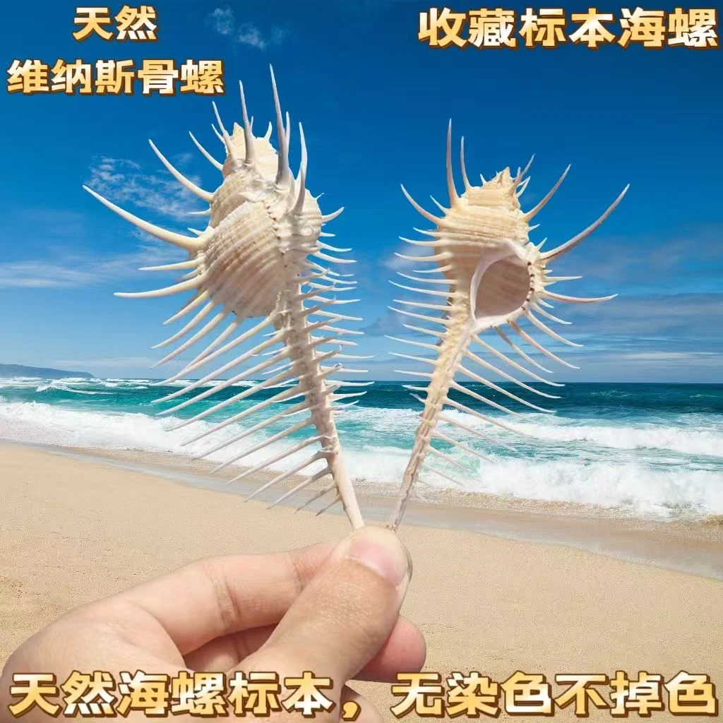 天然海螺贝壳维纳斯骨螺创意造景装饰摆件