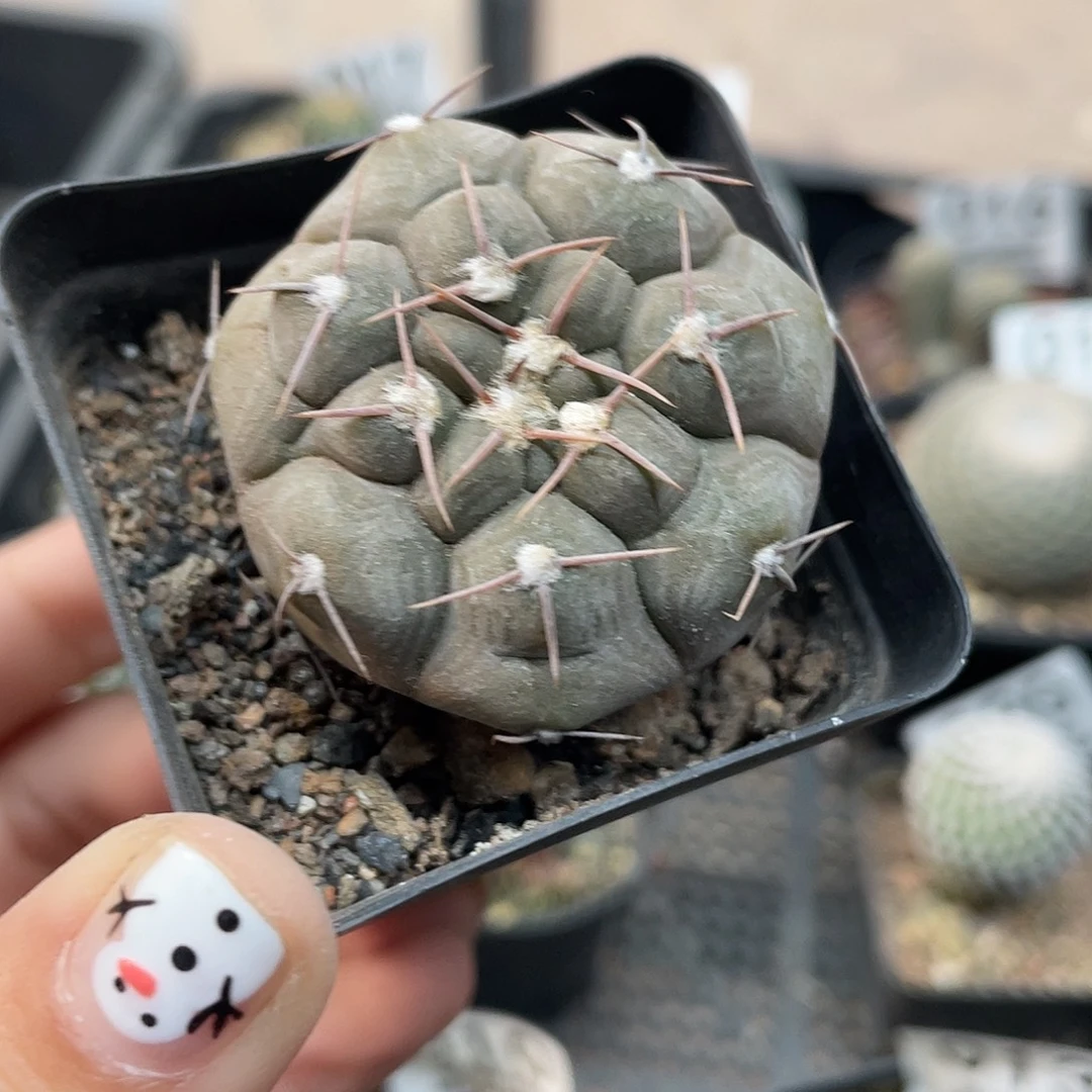 035铅皮（满18元包邮）