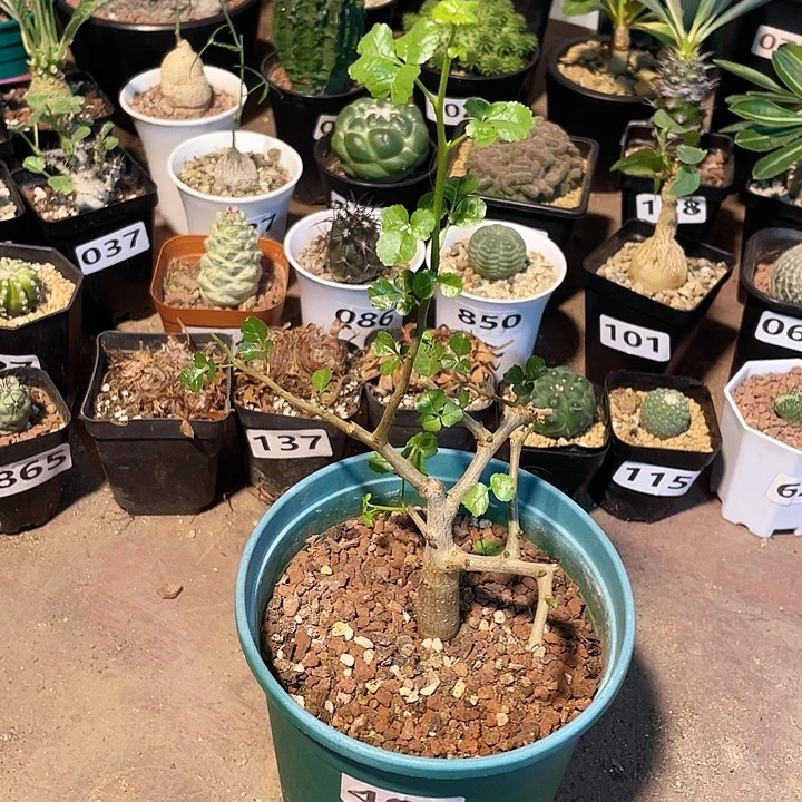 榕***409实生好望角开瓶器