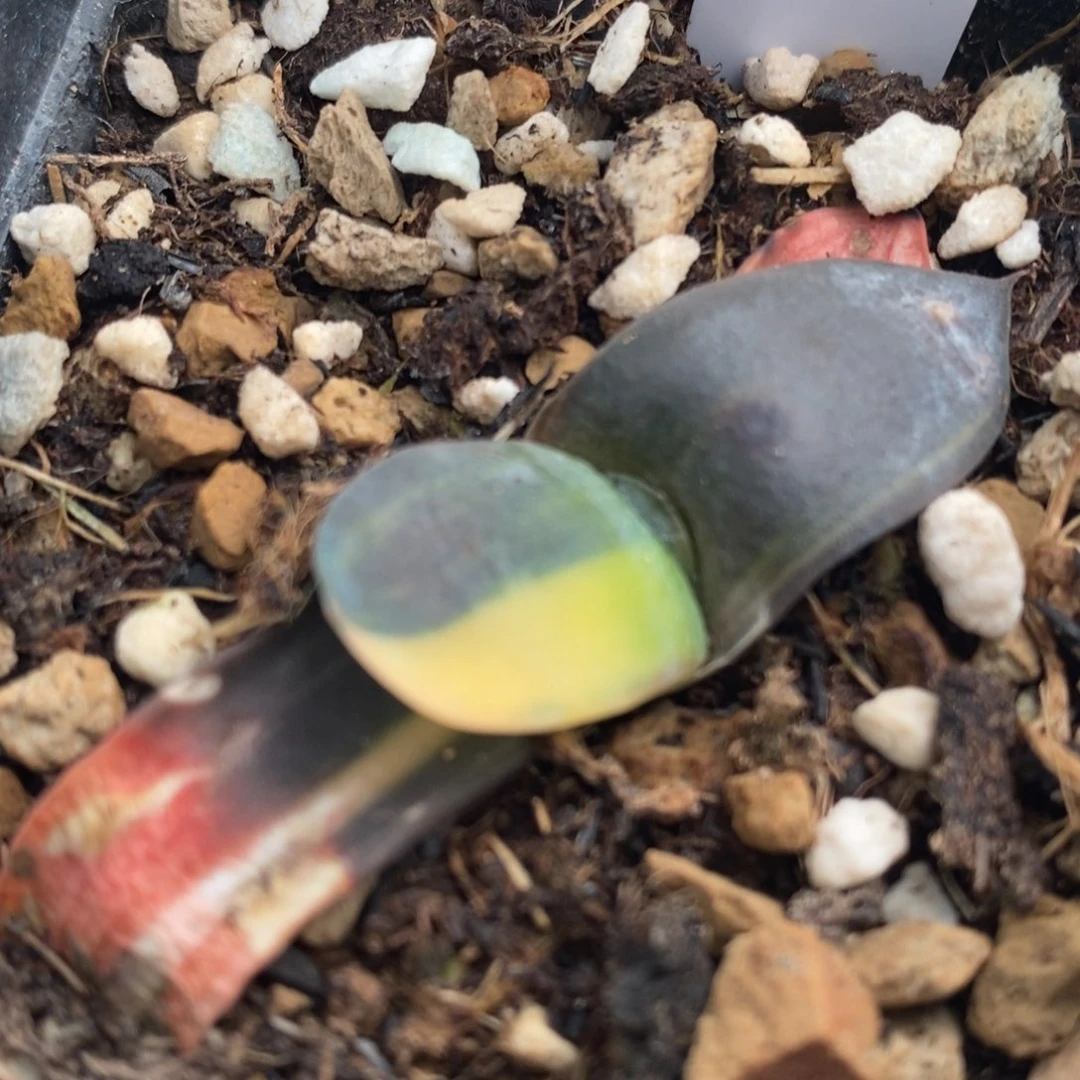 691号卧牛锦多肉植物