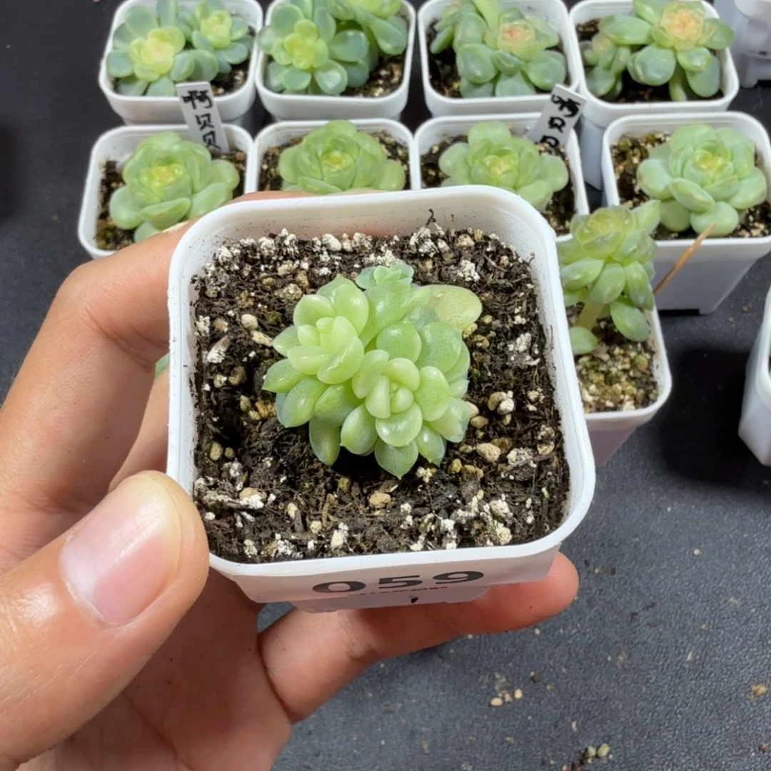 小***物纸鸢四头一物一拍059