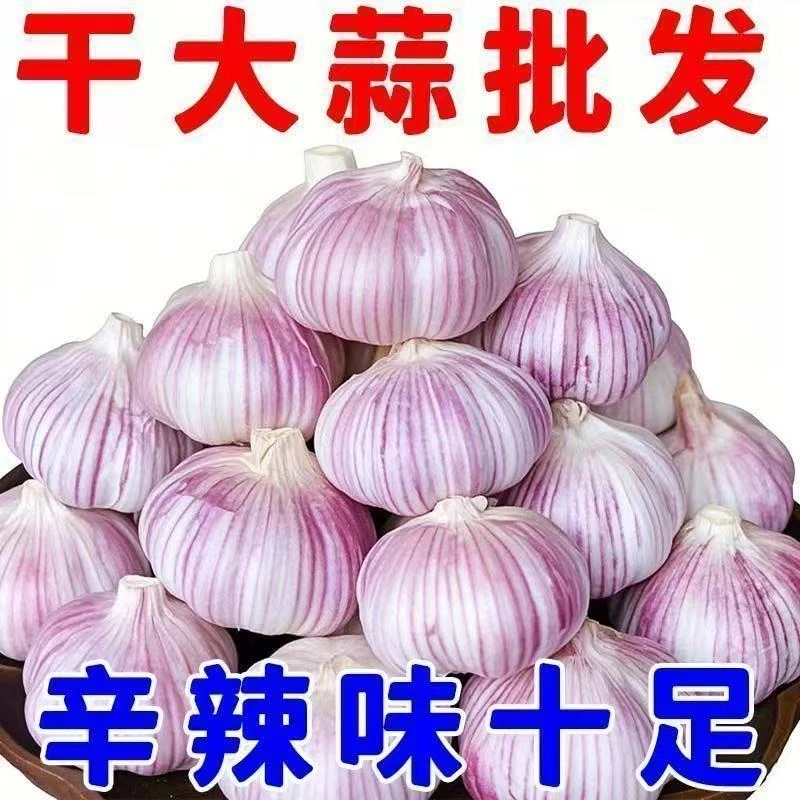 25年农家含大蒜紫皮白皮蒜头多瓣饱满多汁辛辣饱满淹腊八蒜可种植