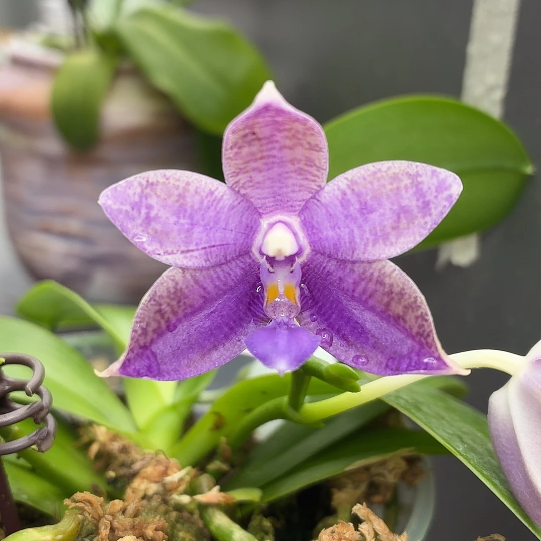 当前无花朵，栽培后可花朵A208yss1180